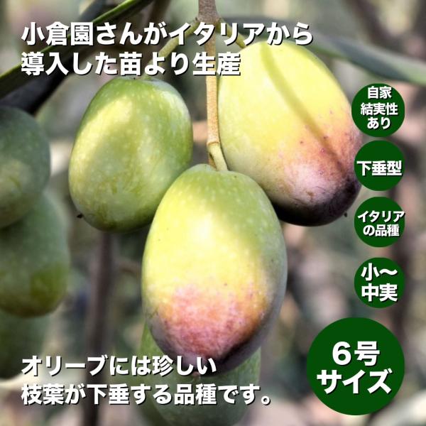 小倉園　オリーブ・タジャスカ　6号鉢　オリーブの木　鉢植え　庭木　希少　現品発送　シンボルツリー　激レア　オリジナル　　