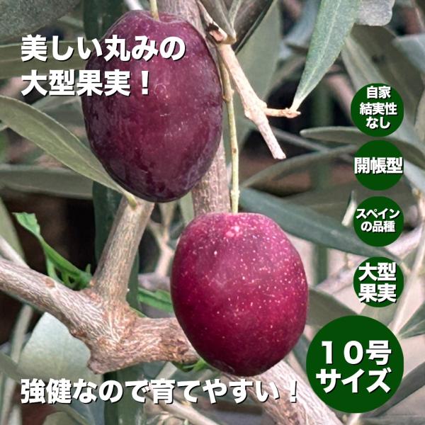 小倉園 オリーブ・ブガ １０号鉢 オリーブの木 鉢植え 激レア 希少 大型果実 現品発送 シンボルツリー オリジナル