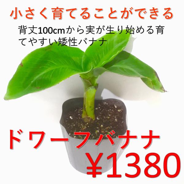 超低木バナナ スーパードワーフ台湾☆1m以下で植木鉢収穫◇多果性、