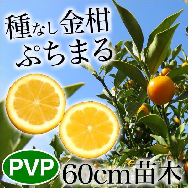 ぷちまる 種無し金柑 PVP苗木