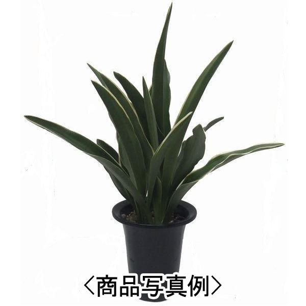 万年青 おもと 都城 5 5号プラスチック鉢 受皿付 新築 引越 転勤 入学 就職 Buyee Buyee Japanese Proxy Service Buy From Japan Bot Online