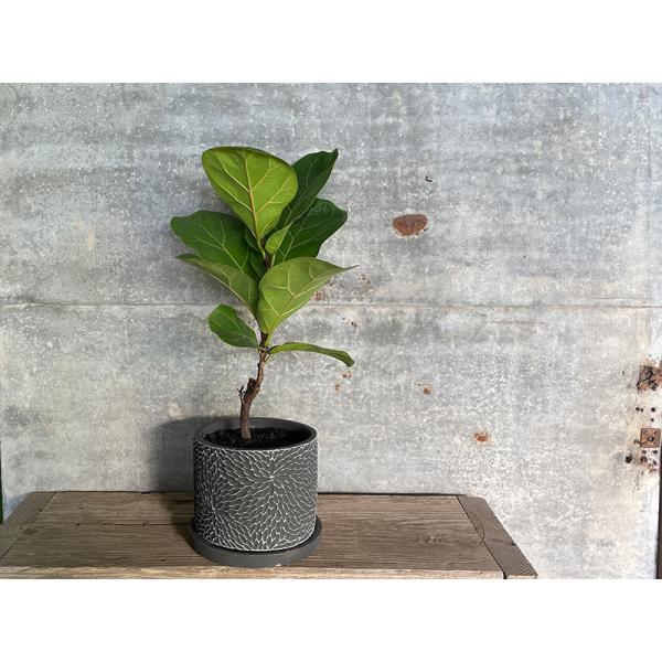 フィカス カシワバゴム 陶器鉢 観葉植物 ギフト 贈り物 岐阜農場から出荷します Buyee Buyee Japanischer Proxy Service Kaufen Sie Aus Japan