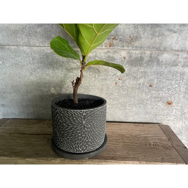フィカス カシワバゴム 陶器鉢 観葉植物 ギフト 贈り物 岐阜農場から出荷します Buyee Buyee Japanischer Proxy Service Kaufen Sie Aus Japan