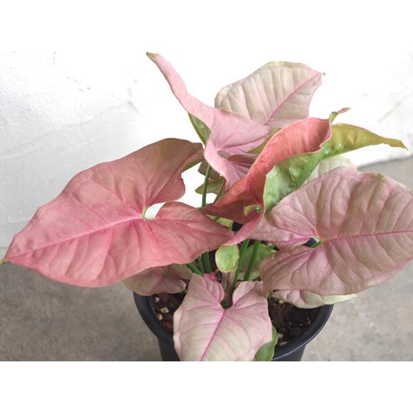 安いシンゴニウムの通販商品を比較 ショッピング情報のオークファン