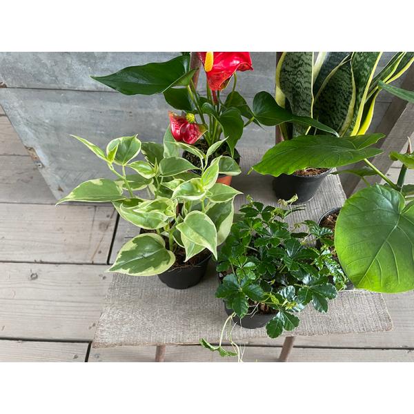 観葉植物 5種セット ウンベラータ ペペロニア セルペンス サンセベリア スパーバ シュガーバイン テーブルアンスリウム 岐阜農場から出荷します Buyee Buyee Japanese Proxy Service Buy From Japan Bot Online