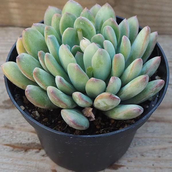多肉植物 パキベリア属 クレア Claire 3 5 号 八ヶ岳農場から出荷します Suc Pac 3s 35 グリーン ルームyahoo 店 通販 Yahoo ショッピング