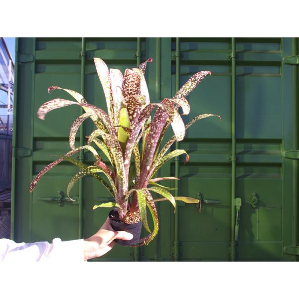 安いタンクブロメリアの通販商品を比較 ショッピング情報のオークファン