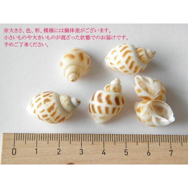 まだら模様の巻貝 10個 シェル 貝殻 ジェルクラフト レジンクラフト 1606 Kai 010 Buyee Buyee 日本の通販商品 オークションの代理入札 代理購入