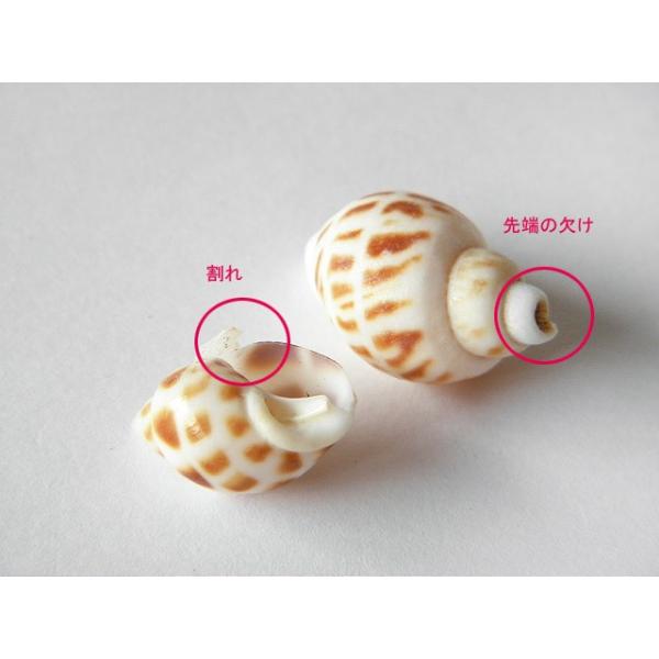 ゆうパケット可 ハンドメイド用 まだら模様の巻貝 10個 シェル 貝殻 アクセサリー パーツ 材料 ジェルクラフト レジンクラフト 1606 Kai 010 Buyee Buyee 日本の通販商品 オークションの代理入札 代理購入