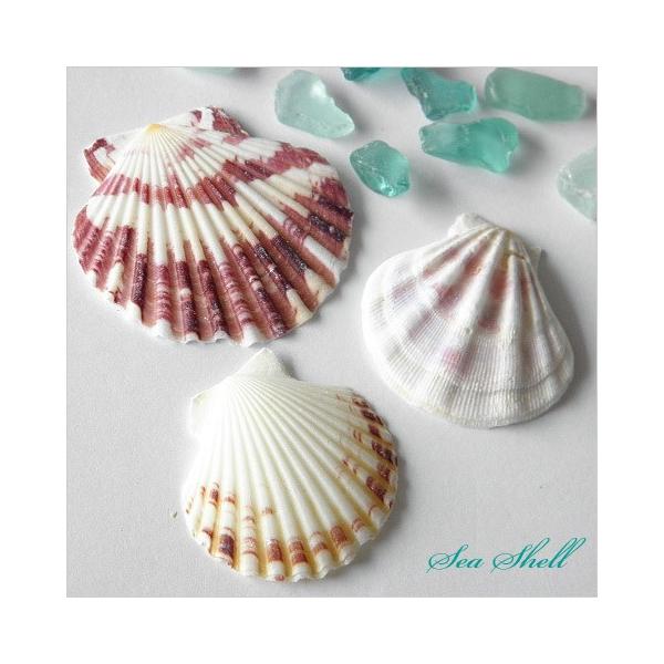 二枚貝の貝殻 10個 ジェルクラフト レジンクラフト 1606 Kai-011
