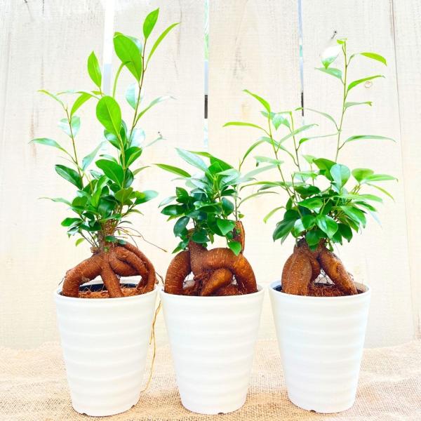 ガジュマル 観葉植物 多幸の木 お祝い 贈り物 プレゼント