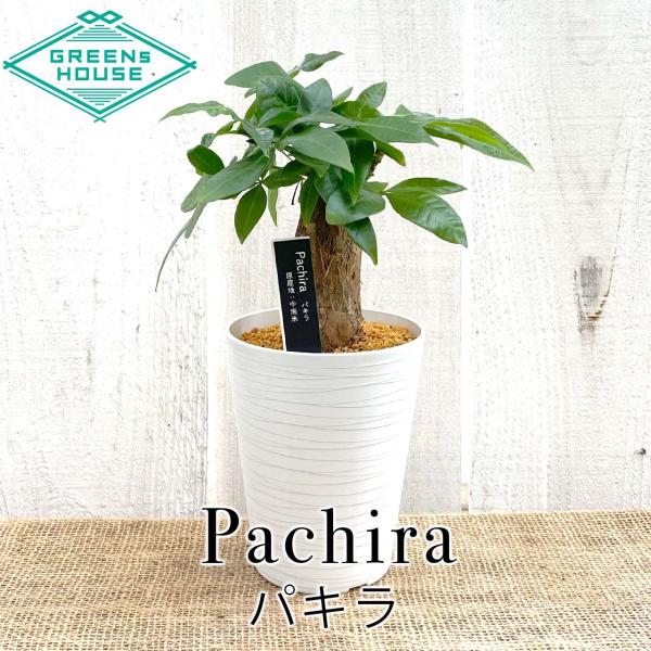 パキラは初心者さんでも育てやすい観葉植物です。とにかく丈夫で手間いらず。手を広げたような5枚の葉がとってもかわいいです。新芽からでる若葉はまるで赤ちゃんのお手手のよう。とても生命力の強い樹で「お金をもたらす、幸運な木」とも言われています。こ...