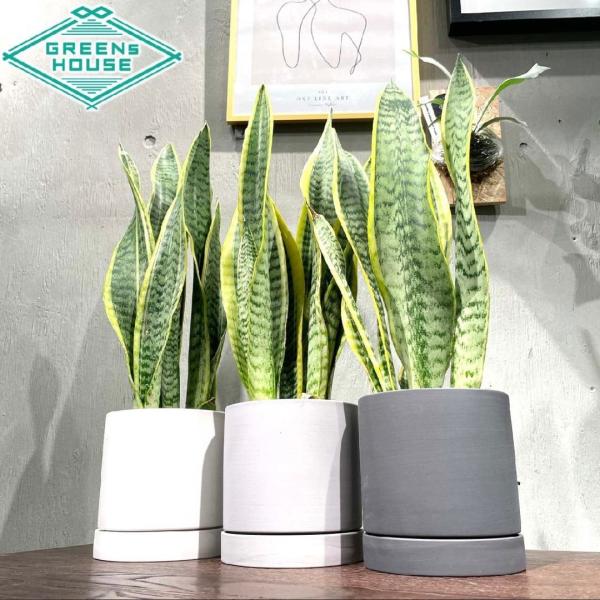 サンスベリア ローレンティ 選べる鉢付 観葉植物 引越し祝い