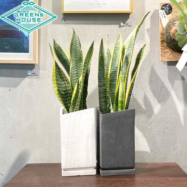 尖った葉の魅力を引き出してくれる縦長スクエア陶器鉢を合わせました^^風水グリーンとしても有名なサンスベリア。尖った鋭い葉は圧倒的な存在感を放ちます。風水からみても、独特の意味を持つ観葉植物です。風水で尖った葉は、悪い気を浄化し邪気を払うと言...