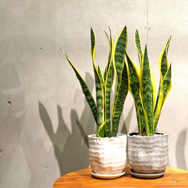 サンスベリア ローレンティ ぽってり 陶器鉢 観葉植物