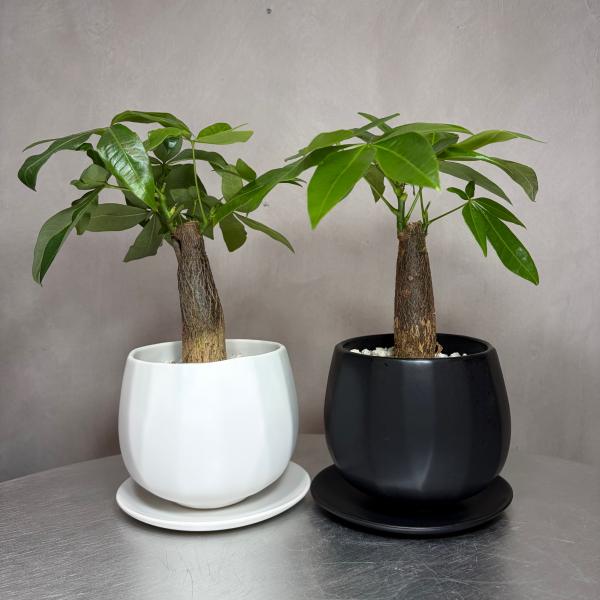 パキラ 観葉植物 お祝い 贈り物 プレゼント 陶器鉢 風水