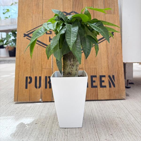 パキラ 4号 観葉植物 風水リビング 発財樹