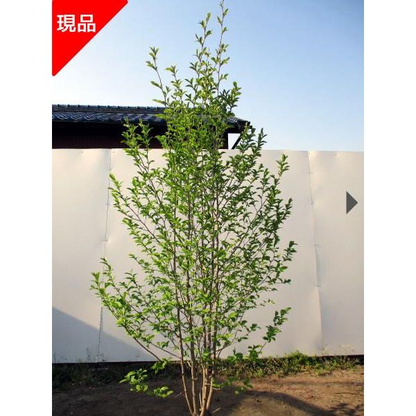 ピンクシャラノキ/ヨアケマエ/夏椿/大株立ち【現品発送】管理70036