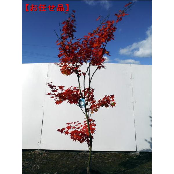 greenx2_00013