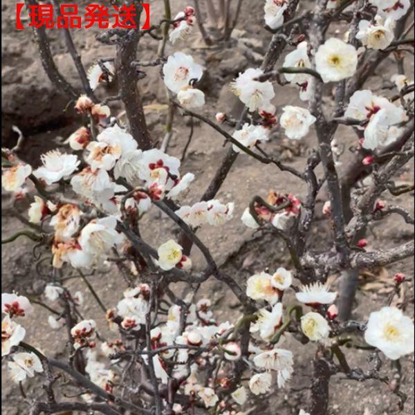 現品発送 雲竜梅 ウンリュウバイ8号 樹高1.3m-1.5m(鉢底から 現品発送 雲竜梅 ウンリュウバイ8号 樹高1.3m-1.5m(鉢底から