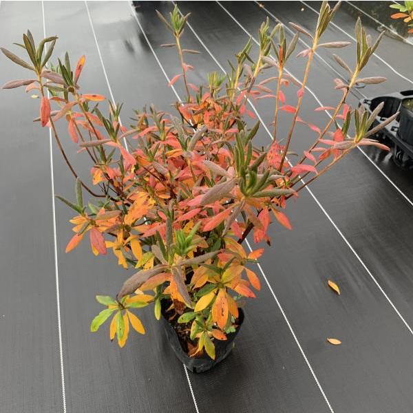 ツツジ花車 ハナグルマ 淡紅色一重約0 3m 根鉢含む 常緑低木常緑樹花木低い生け垣生垣 Buyee Buyee 提供一站式最全面最專業現地yahoo Japan拍賣代bid代拍代購服務