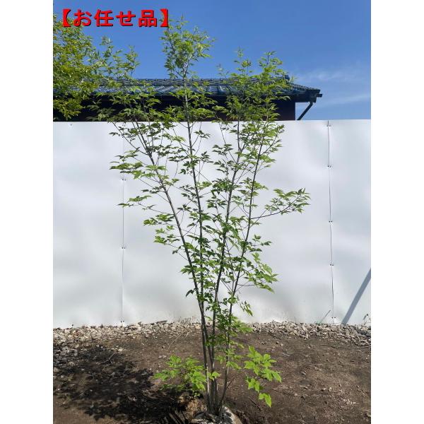 アオダモ 株立ち 樹高2.0m前後(根鉢含まず)雑木 落葉高木 アオダモ 株立ち 樹高2.0m前後(根鉢含まず)雑木 落葉高木