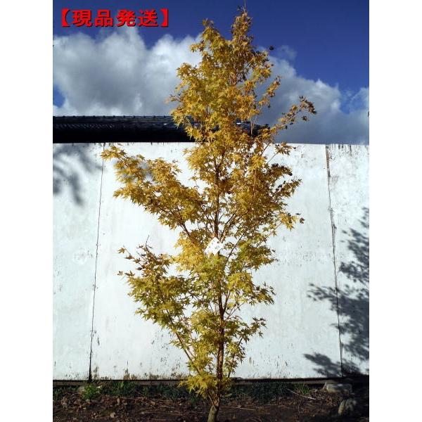 コンコンブル　いちょうの木　もみじの木 ギャラリーしろちどり / concombre「金木犀 鉢植え」