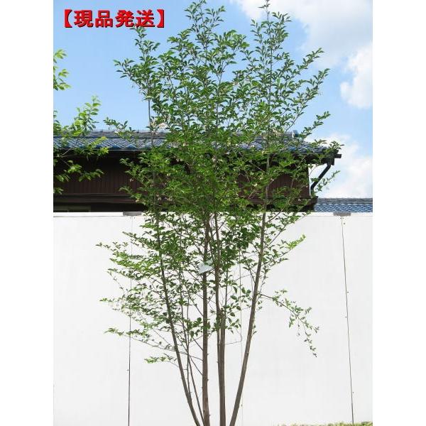 現品発送 エゴノキ 株立 樹高2.0-2.2m(根鉢含まず）シンボルツリー 落葉樹 落葉高木 雑木 白花 庭木