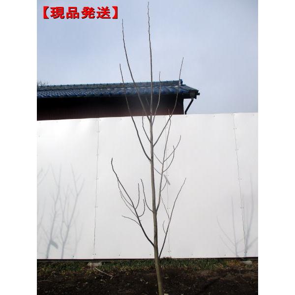 現品発送 伝説の果樹 ポポー 樹高2.0-2.3m(根鉢含まず）果樹苗 