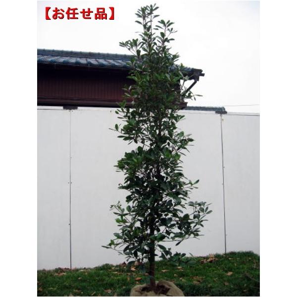 常緑樹　2種セット greenx2_00089