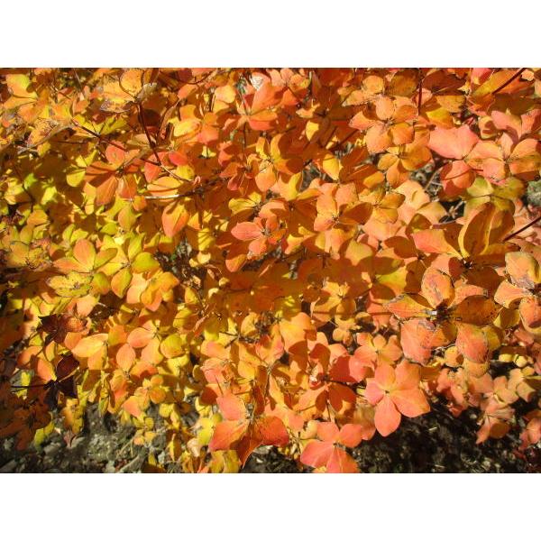 シロヤシオ ゴヨウツツジ 樹高0 8m 根鉢含まず 落葉樹 落葉低木 花木 ぐりーんぐりーん 通販 Yahoo ショッピング