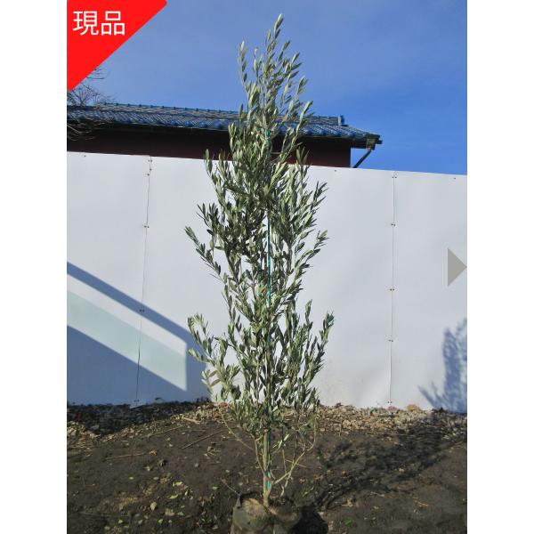 シンボルツリー 常緑樹 オリーブ 植木 盆栽の人気商品 通販 価格比較 価格 Com