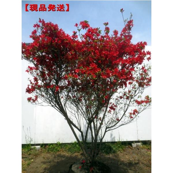 現品発送 本霧島 ホンキリシマ 樹高1 0ー1 3m 根鉢含まず シンボルツリー 庭木 植木 花 ガーデニング 苗木 植木 常緑樹 常緑高木
