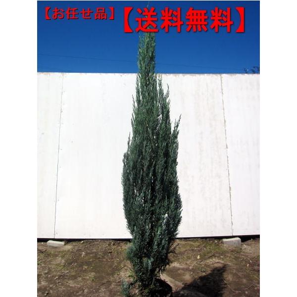 ブルーエンジェル コニファー 樹高1 5m前後 根鉢含まず シンボルツリー 庭木 植木 常緑樹 常緑高木 ぐりーんぐりーん 通販 Yahoo ショッピング