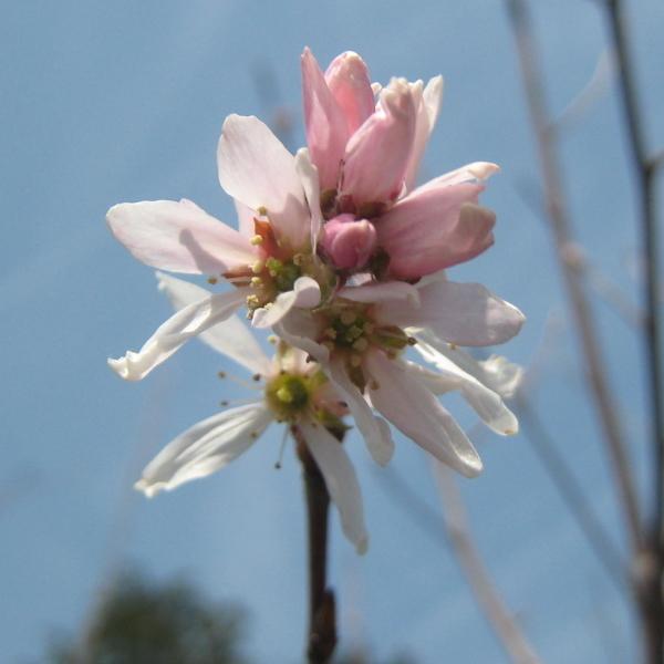 現品発送 ジューンベリー ロビンヒル  樹高2.3-2.5m(根鉢含まず) ピンク花 シンボルツリー 落葉樹 落葉高木 庭木 花木