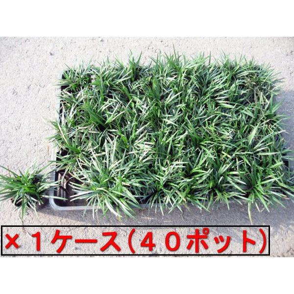 ^}E ʗ |bg 40|bg  7.5cm|bg K[fjO  OhJo[