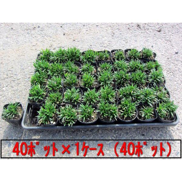 ◆ポットサイズ：　7.5cmポット◆梱包時に商品を重ねてお送りしていますが、強い植物ですので問題ありません◆送料無料（北海道・沖縄・離島の方は送料表を参照ください）◆お任せ品（写真と同等商品の発送となります）ヒメリュウ　姫竜　福玉　フクダマ...