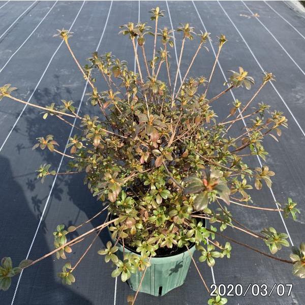 珍しい四季咲きツツジがこのボリューム 6号鉢 鉢植え 送料無料 常緑低木 常緑樹 花木 母の日 贈り物 Buyee Buyee Japanese Proxy Service Buy From Japan Bot Online