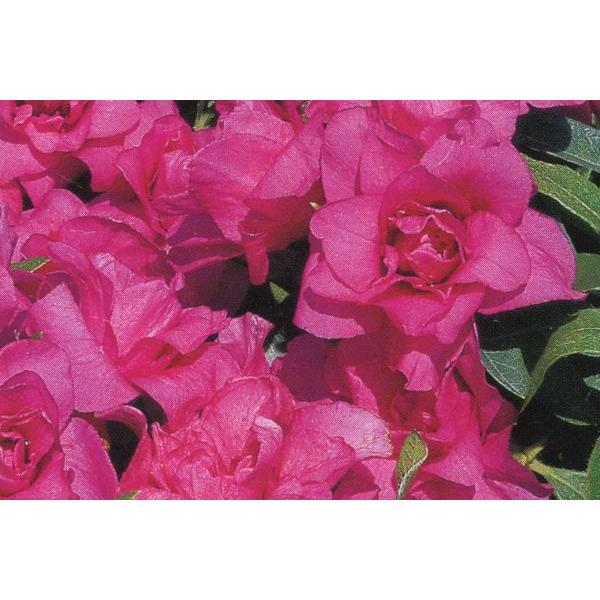 6{Zbg qhccW(˃ccW) ԔdiTLoiGj 0.3m(܂) Β Ύ Ԗ Ⴂ_