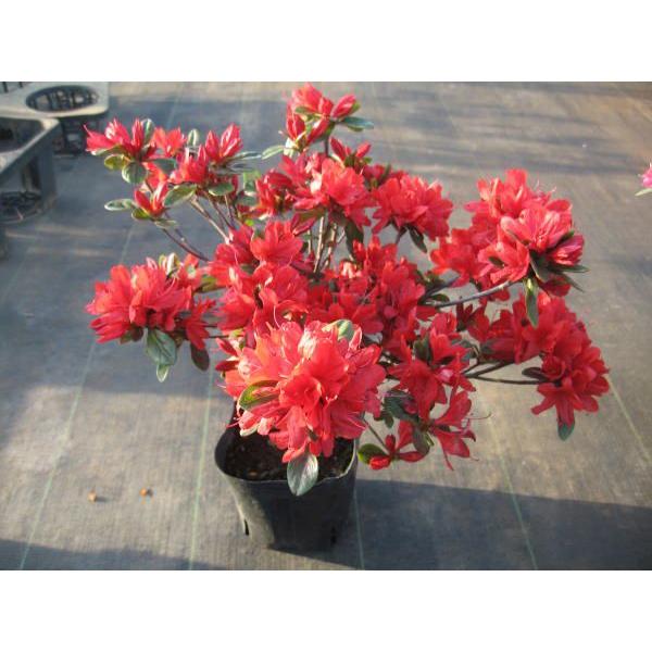 クルメツツジ 久留米ツツジ 緋の司 ヒノツカサ 赤花一重約0 3m 根鉢含む 常緑低木常緑樹花木低い生け垣 Buyee Buyee 提供一站式最全面最專業現地yahoo Japan拍賣代bid代拍代購服務