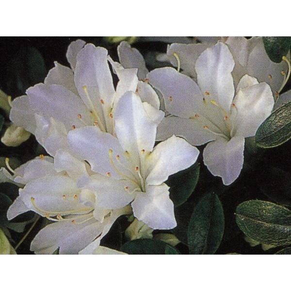 クルメツツジ 久留米ツツジ 白雪 シラユキ 白花一重 約0 3m 根鉢含む 常緑低木 常緑樹 花木 低い生け垣 生垣 ぐりーんぐりーん 通販 Yahoo ショッピング