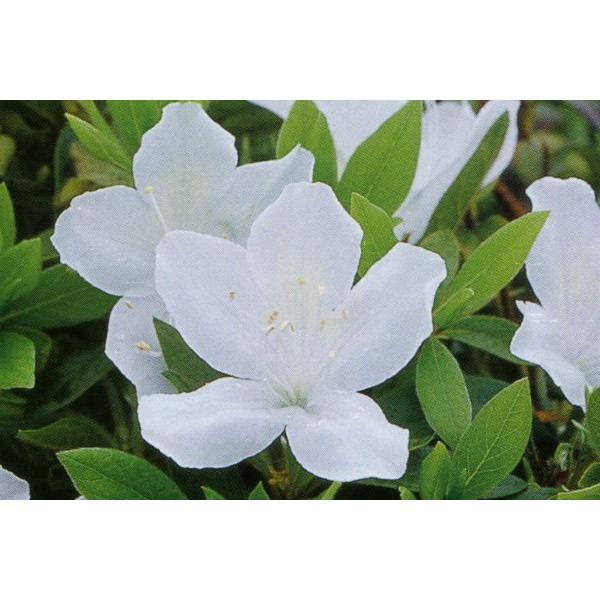 琉球ツツジ リュウキュウツツジ 白花一重咲き 約0 3m 根鉢含む 常緑低木 常緑樹 花木 低い生け垣 生垣 ぐりーんぐりーん 通販 Yahoo ショッピング