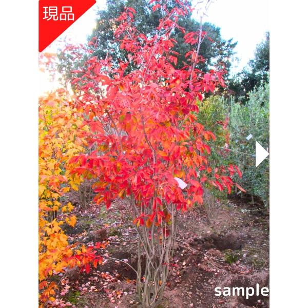 ◆送料無料（北海道・沖縄・離島の方は送料表を参照ください）◆現品発送（写真の商品を発送致します）シラキ　白木　紅葉　雑木　シンボルツリー