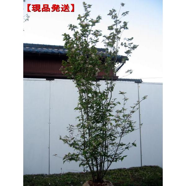 現品発送 オトコヨウゾメ 株立ち 樹高1.7-2.0m(根鉢含まず