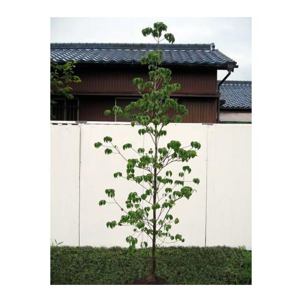 ハナミズキ 赤花 樹高2 5m前後 根鉢含まず シンボルツリー 庭木 植木 落葉樹 落葉高木 アカバナ Buyee Buyee 日本の通販商品 オークションの代理入札 代理購入