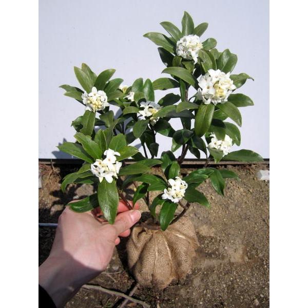 送料無料 沈丁花(ジンチョウゲ) 白 25cm前後(根鉢含まず) 常緑低木 常緑樹 花木
