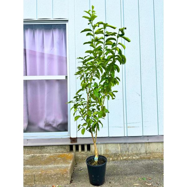 璃の香レモン 4年生 苗木 レモン：璃の香(りのか)4～5号ポット の通販 | 園芸ネット