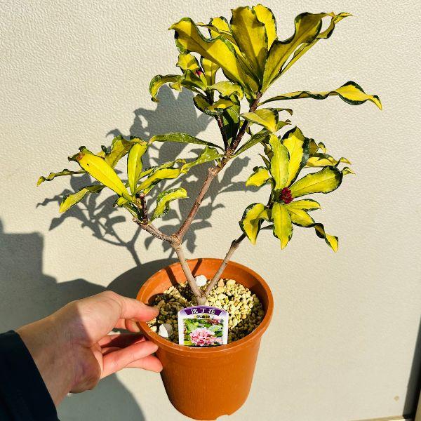 でかい赤花沈丁花(ジンチョウゲ) 60cm前後(根鉢含まず) 送料無料 常緑 ... でかい赤花沈丁花(ジンチョウゲ) 60cm前後(根鉢含まず) 送料無料 常緑 ...