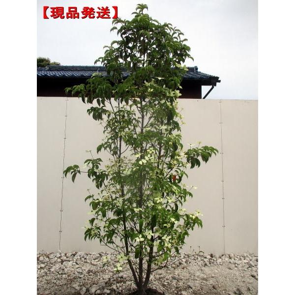 常緑ヤマボウシ 盆栽 植木の人気商品 通販 価格比較 価格 Com