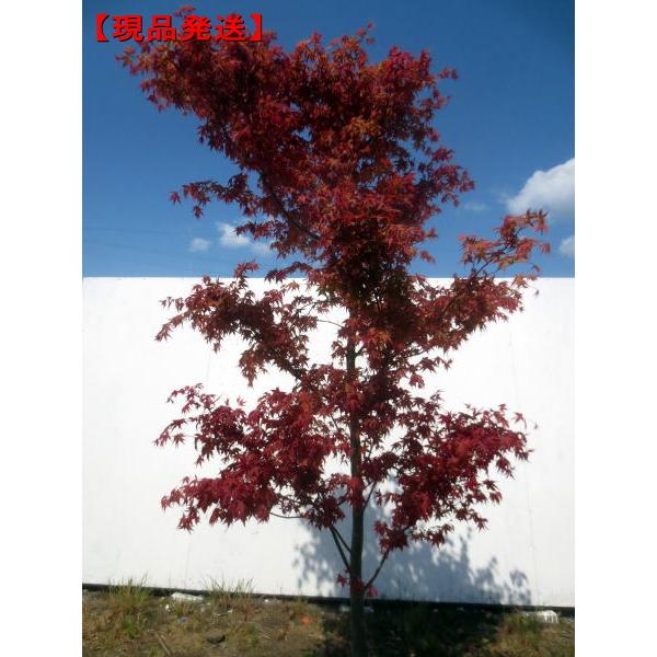 現品発送 デショウジョウモミジ 出猩々紅葉 樹高1.4-1.6m(根鉢 現品発送 デショウジョウモミジ 出猩々紅葉 樹高1.4-1.6m(根鉢